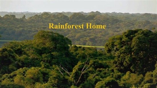 مشاهدة فيلم Rainforest Home 2020 مترجم