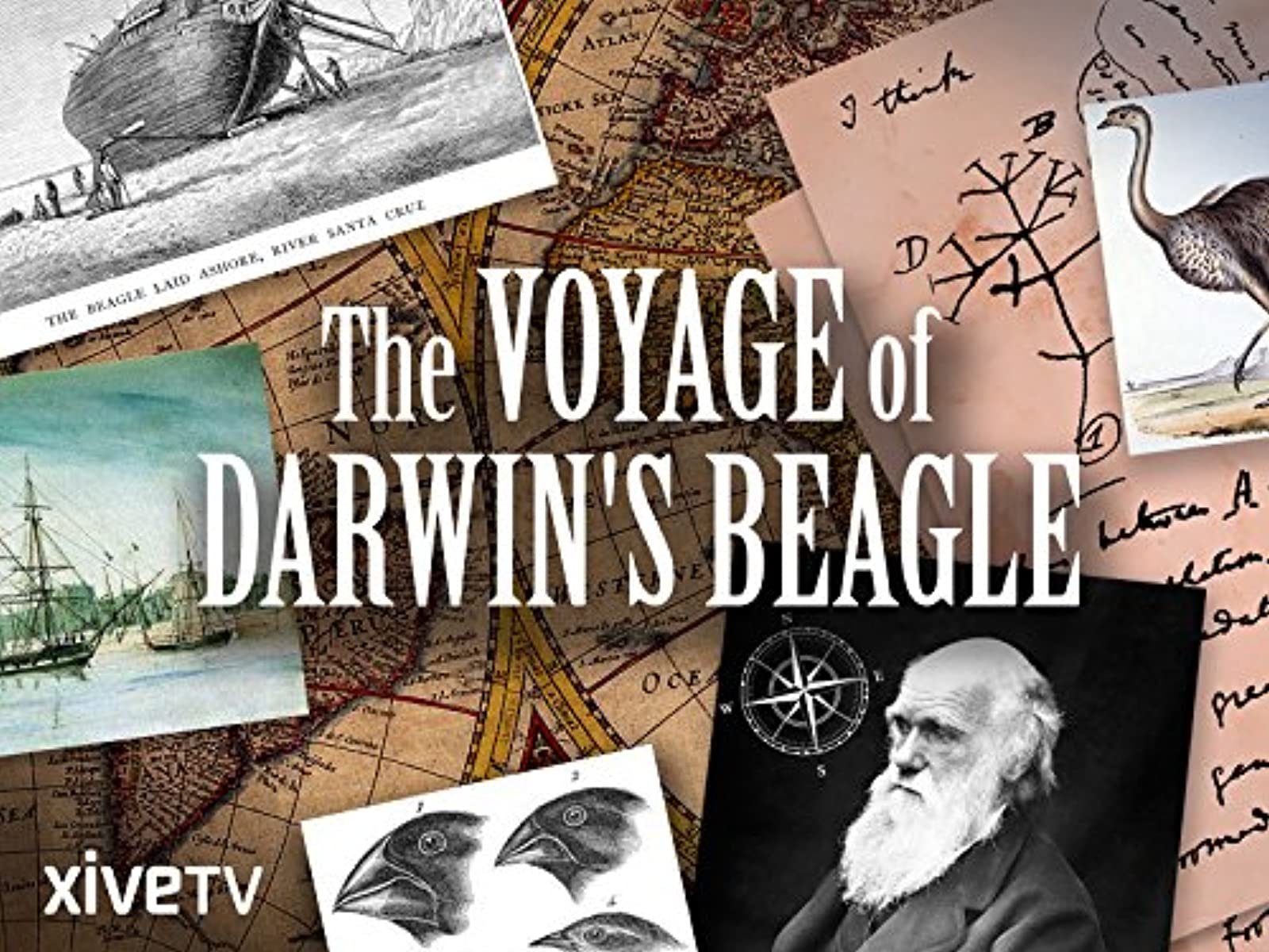 مشاهدة فيلم Darwin & the Beagle’s Scandal 2012 مترجم
